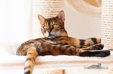 Bengal Cat
